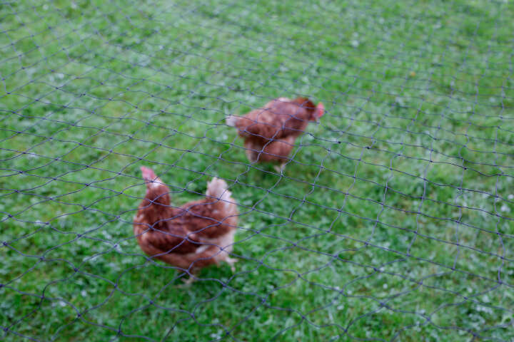 KERBL Geflügelschutznetz